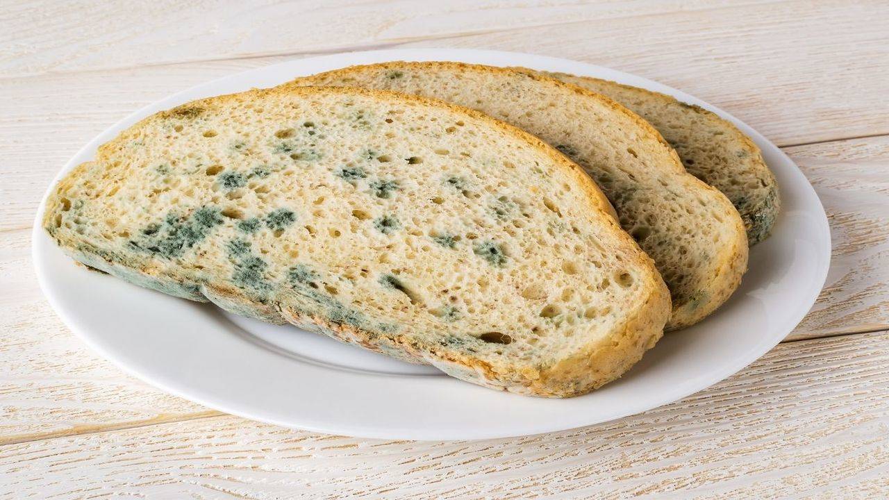 How Does Mold Grow on Bread?