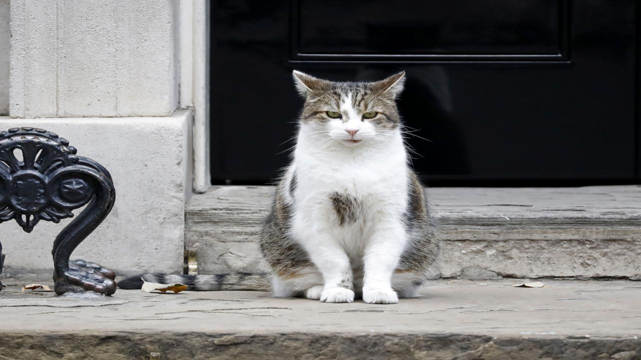 A police officer pets Larry the cat in Downing Street, London