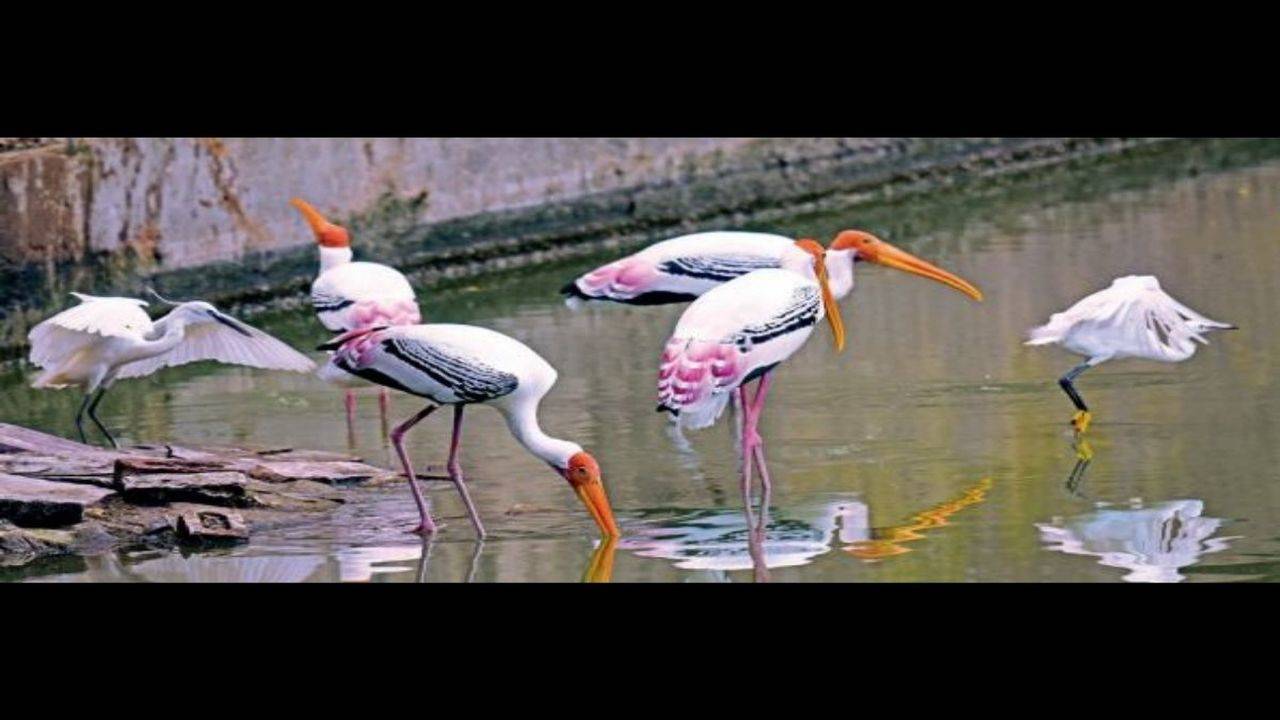Andhra Pradesh 11th in country in bird species diversity | Visakhapatnam  News - Times of India