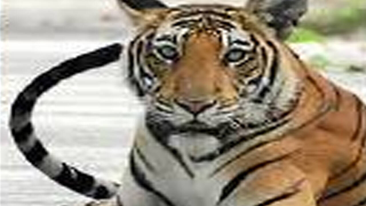 Madhya Pradesh readies Kanha enclosure to welcome Odisha tigress Sundari | Bhopal News - Times of India Madhya Pradesh readies Kanha enclosure to welcome Odisha tigress Sundari | Bhopal News - Times of India