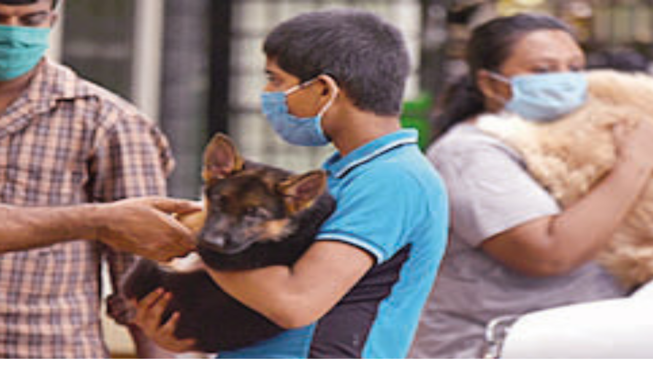 Kerala Veterinary and Animal Sciences University opens advisory call centre  for animal owners | Kochi News - Times of India