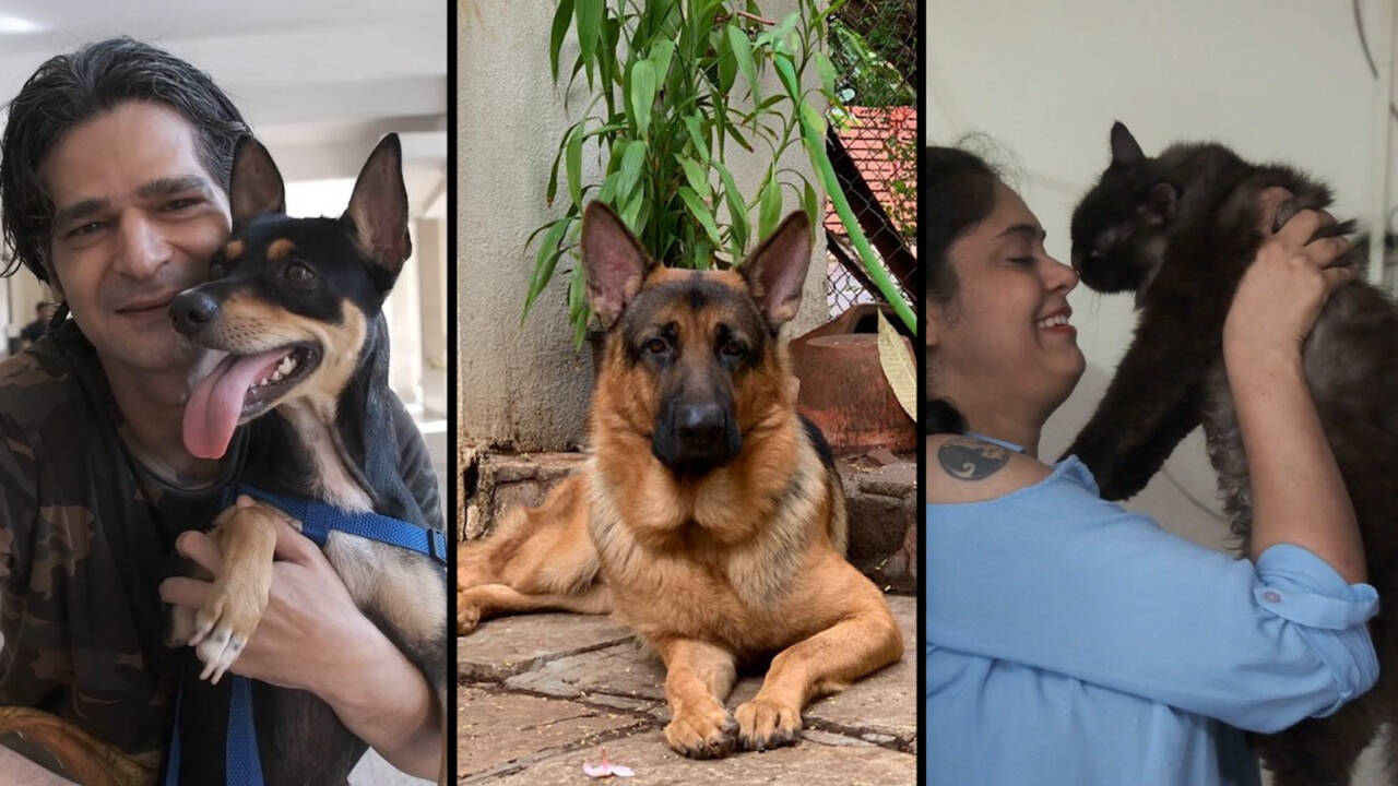 People are continuing to dump their pets in Covid | India News - Times of India People are continuing to dump their pets in Covid | India News - Times of India
