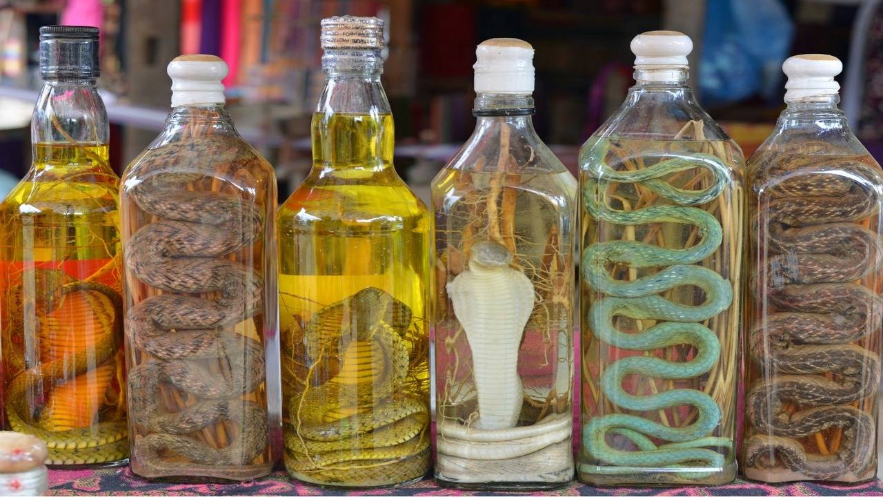 What is Snake Wine and everything you should know about it The Times of India picture picture