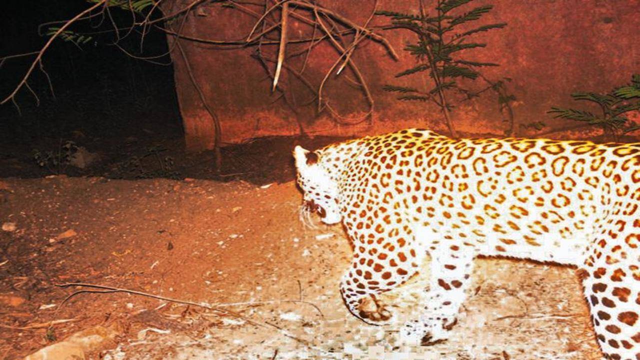 Nagpur: Was there a leopard in city? Was it a ghost? | Nagpur News - Times  of India