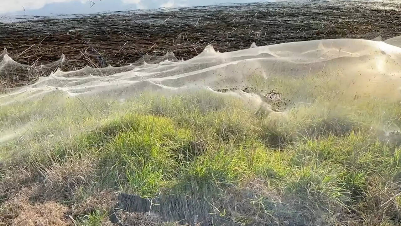 Spider Invasion Leaves Australian Region Covered in Silk Web - Nerdist