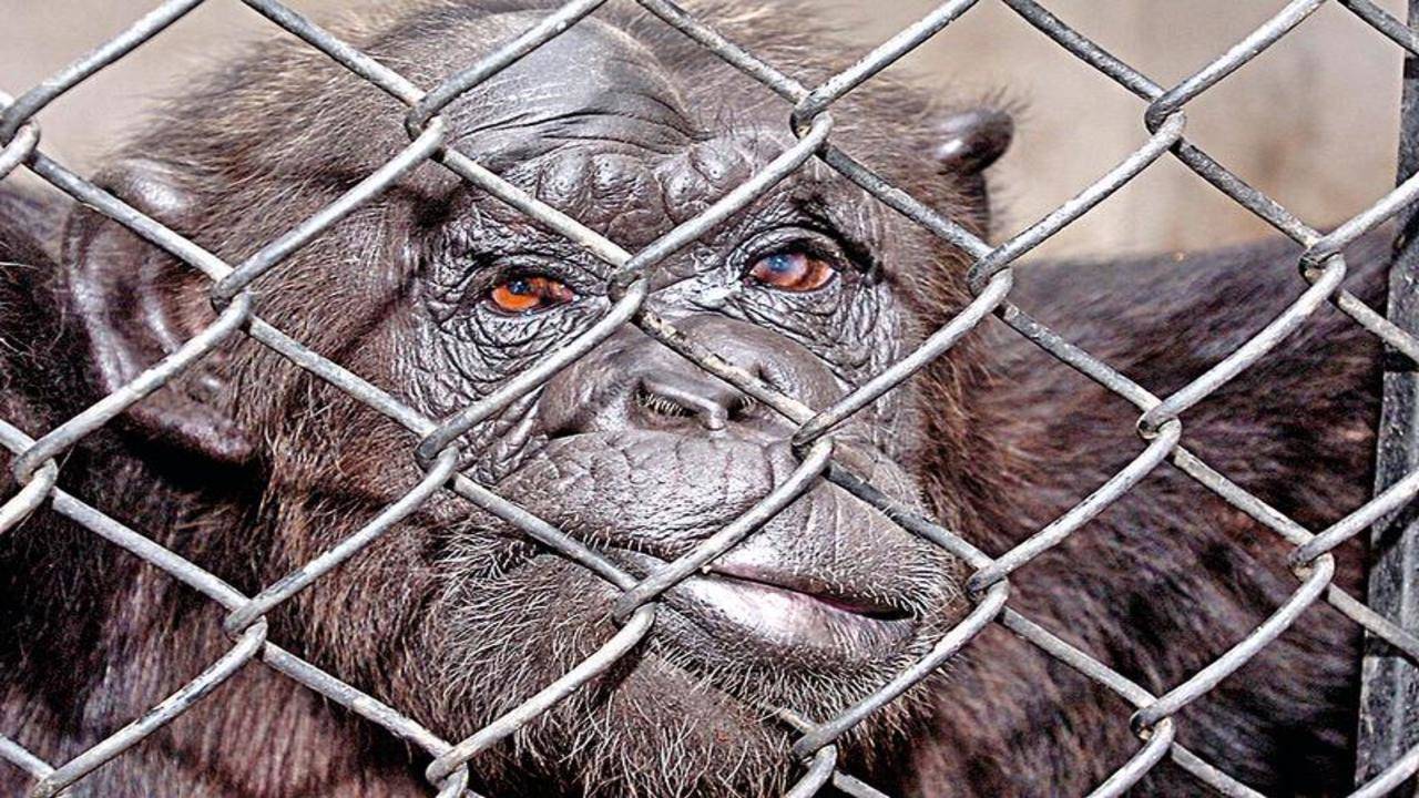 Delhi zoo to manage stress levels in caged animals | Delhi News - Times of  India