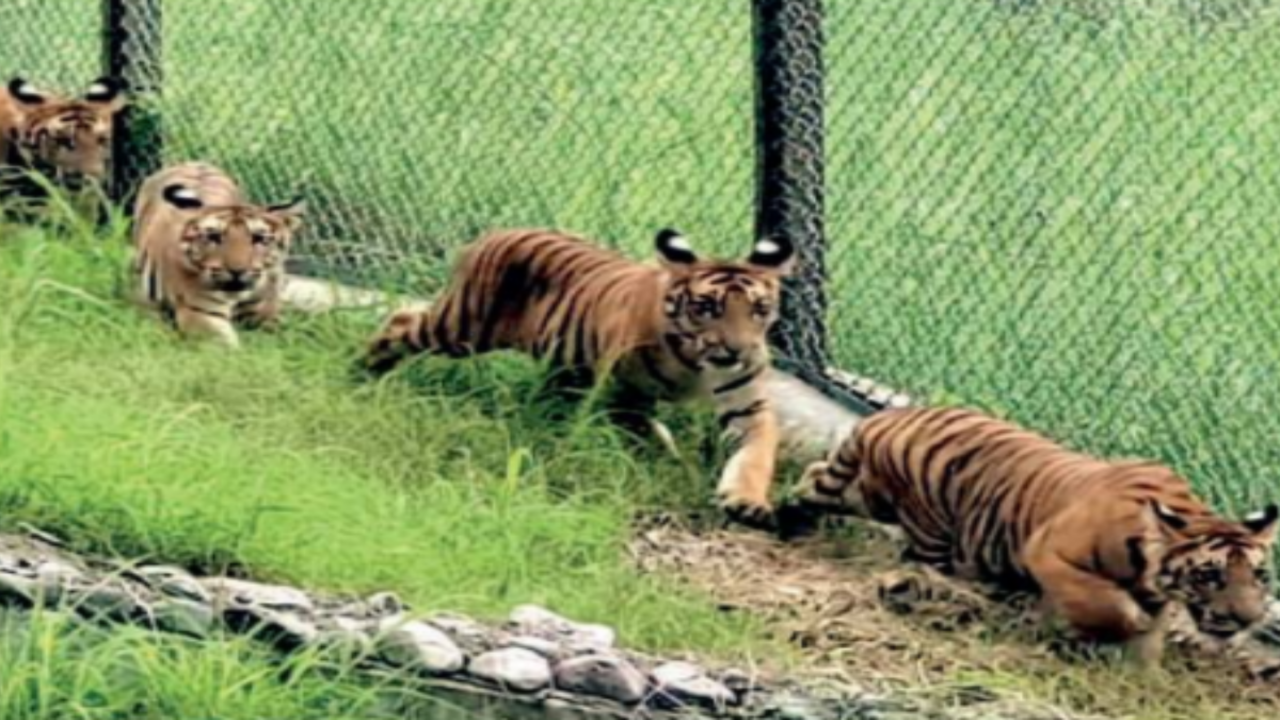 Cubs vs. Tigers