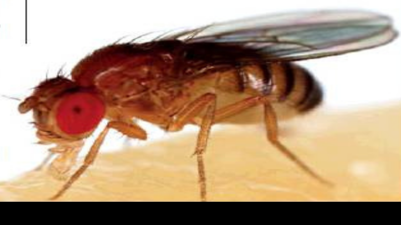 CA launches emergency treatment to remove oriental fruit flies