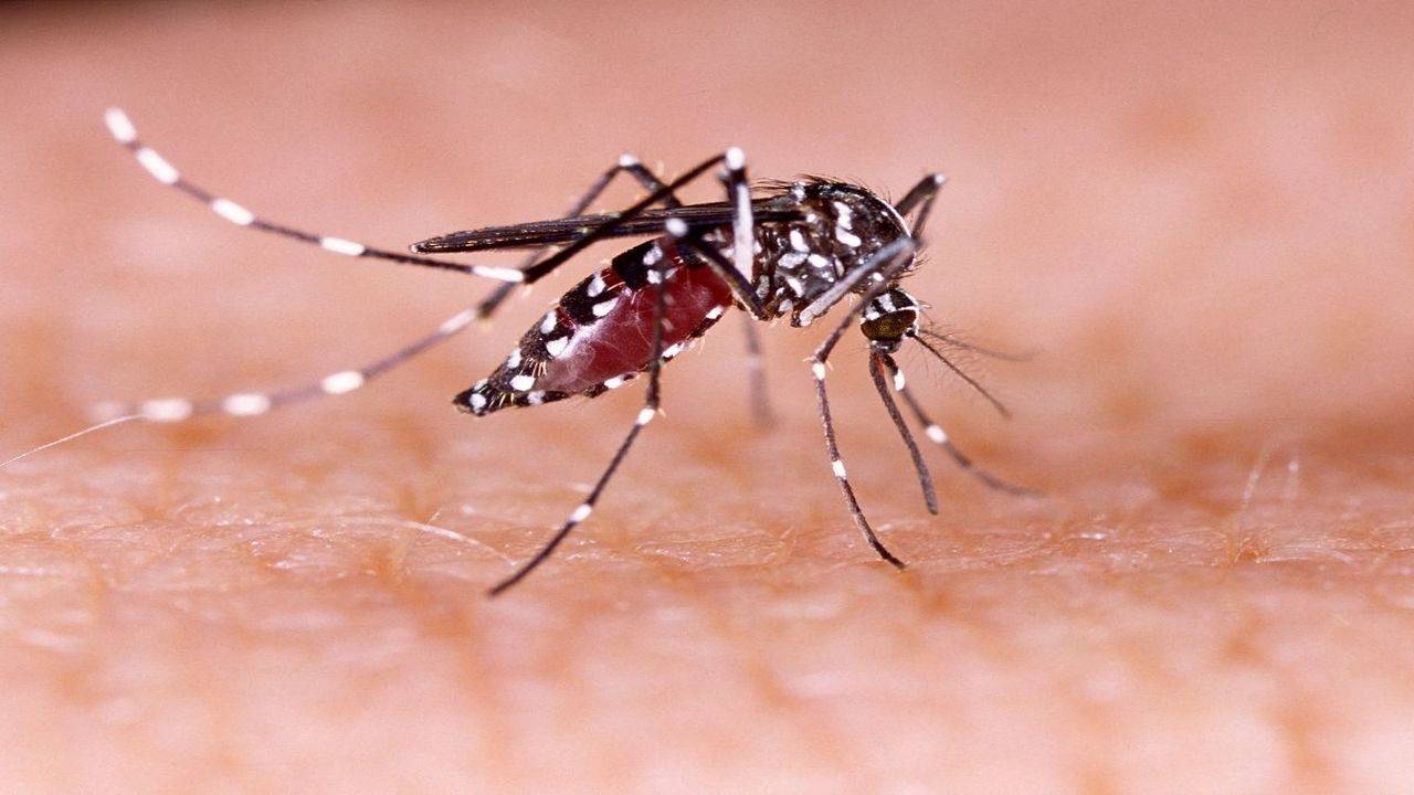 Zika virus symptoms, treatment and prevention | Zika virus cases reported  in Kerala: All you need to know about the symptoms, treatment and prevention