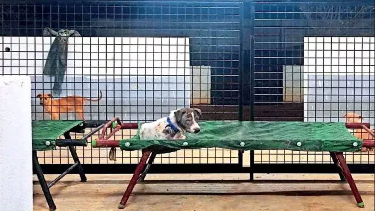Chennai: Animal activists launch rescue ops, set up helplines | Chennai News - Times of India Chennai: Animal activists launch rescue ops, set up helplines | Chennai News - Times of India