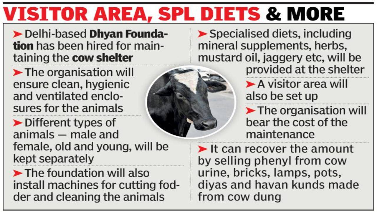 A model cow shelter? GNIDA has a plan | Noida News - Times of India