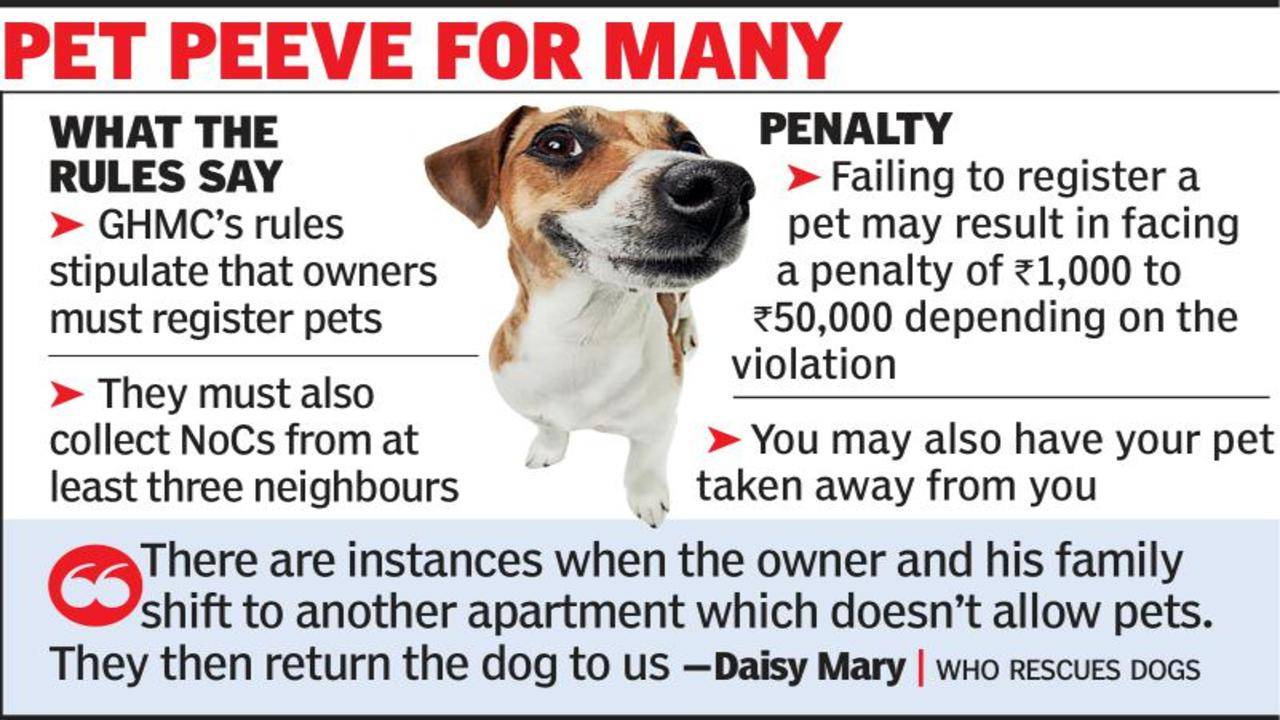 Rules for pet dogs deter adoptions: Animal lovers | Hyderabad News - Times  of India