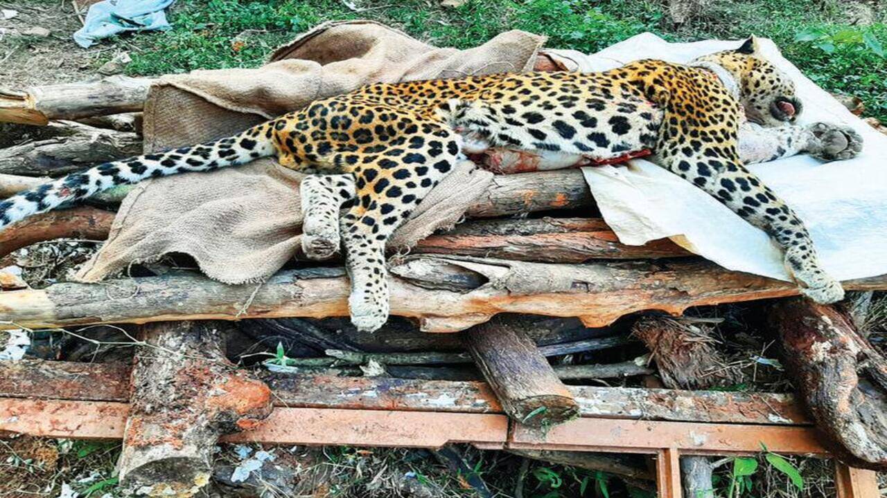 Trapped in cable snare at Mardol, leopard dies while attempting to release himself | Goa News - Times of India Trapped in cable snare at Mardol, leopard dies while attempting to release himself | Goa News - Times of India