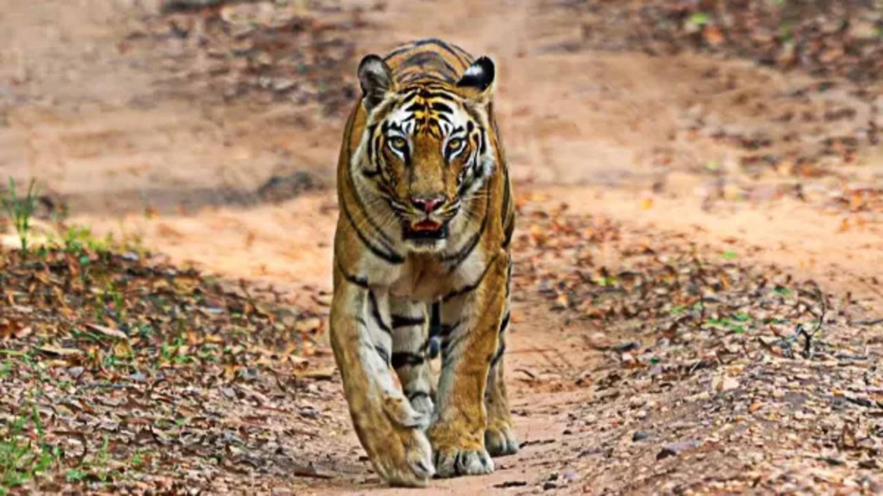 India now has more tigers than forests to keep them | India News ...