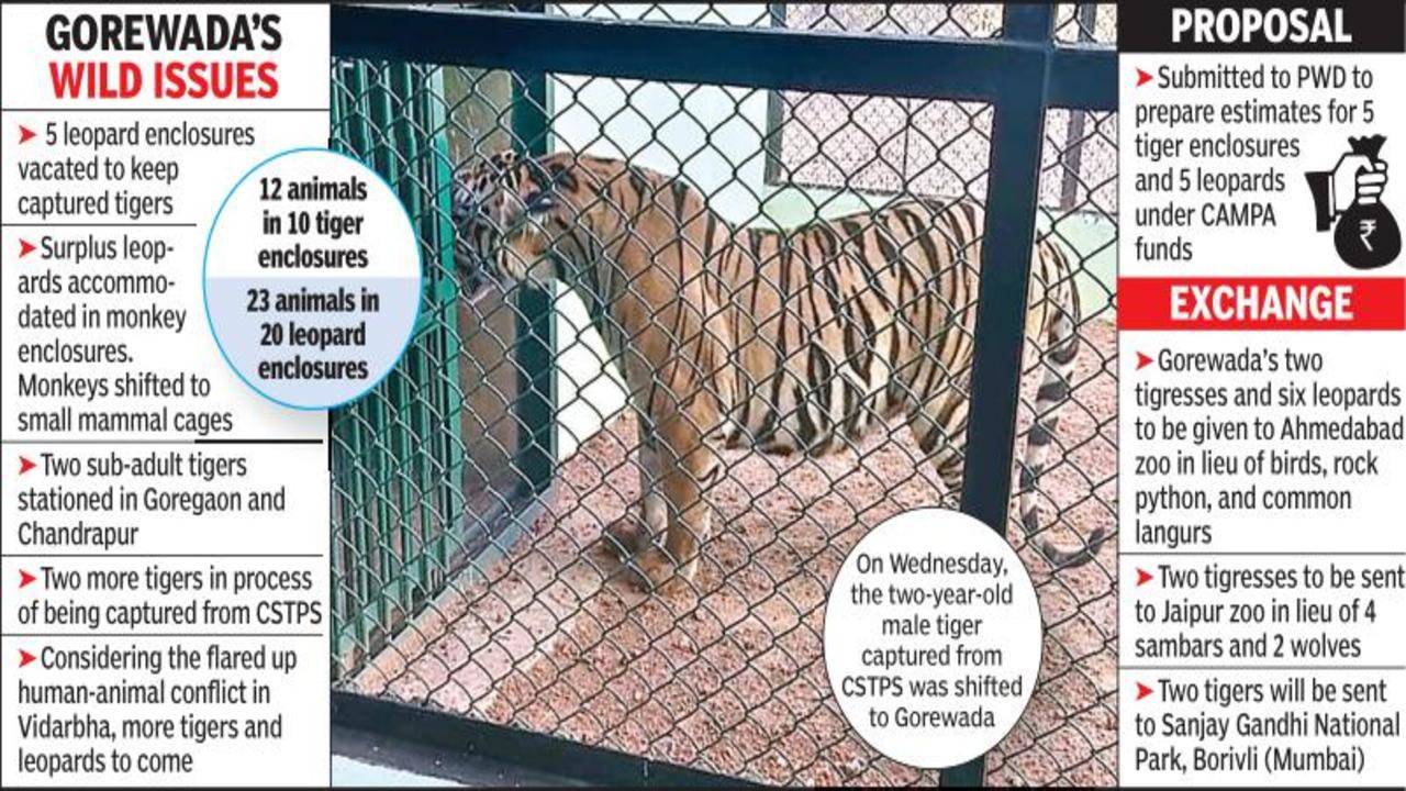 Crammed Gorewada Rescue Centre to exchange 10 big cats with Raj, Guj zoos |  Nagpur News - Times of India