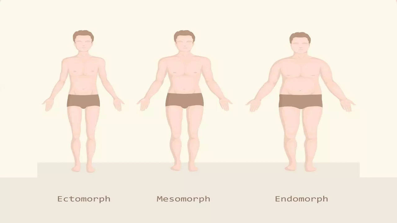 Body Types, Mesomorph, Ectomorph & Endomorph - Lesson