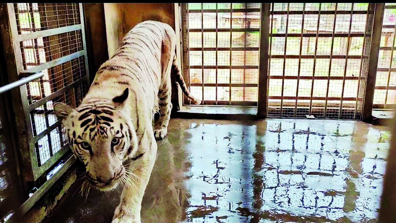 Ailing White Tiger In Vandalur Zoo Succumbs | Chennai News - Times of India