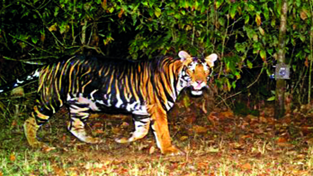 Similipal Only Tiger Reserve In World That's Home To Melanistic ...