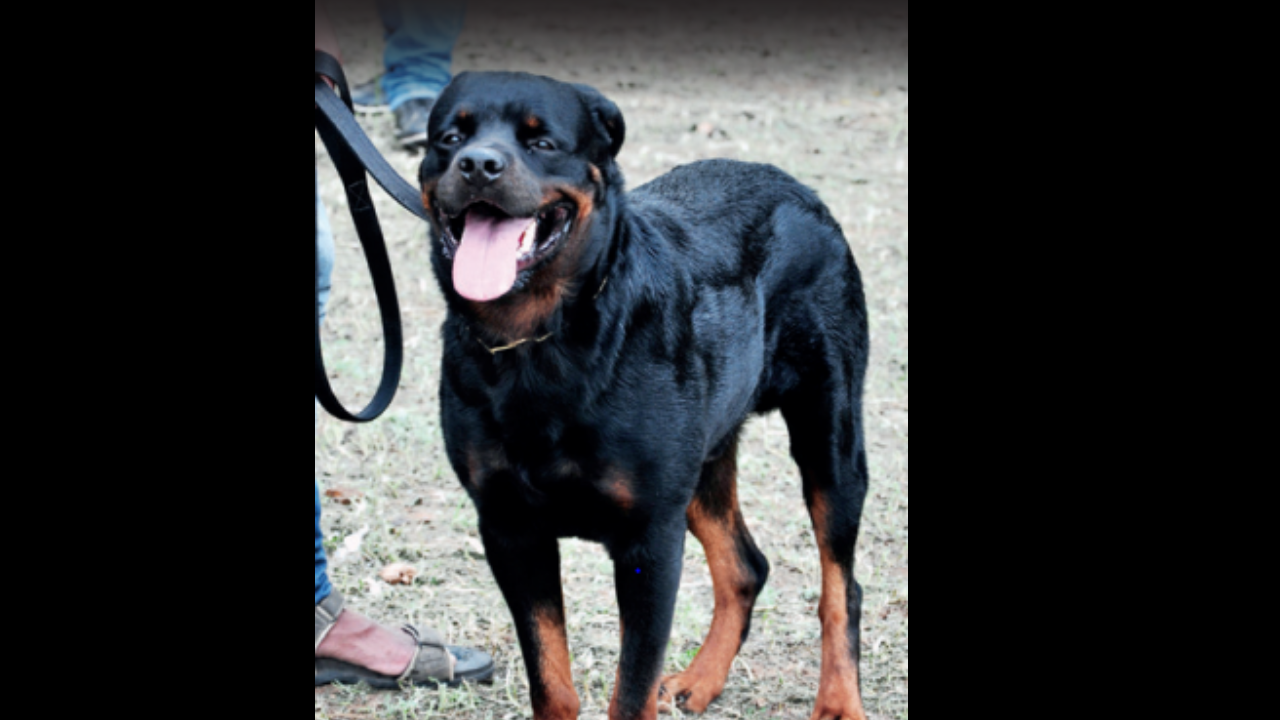 Pune: Rottweiler off leash bites retired police officer, pet ...