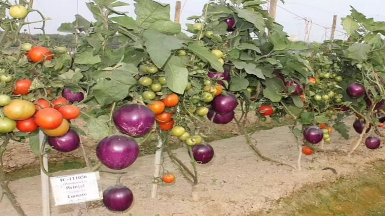 Scientists develop 'Brimato' - A hybrid vegetable that's grown on