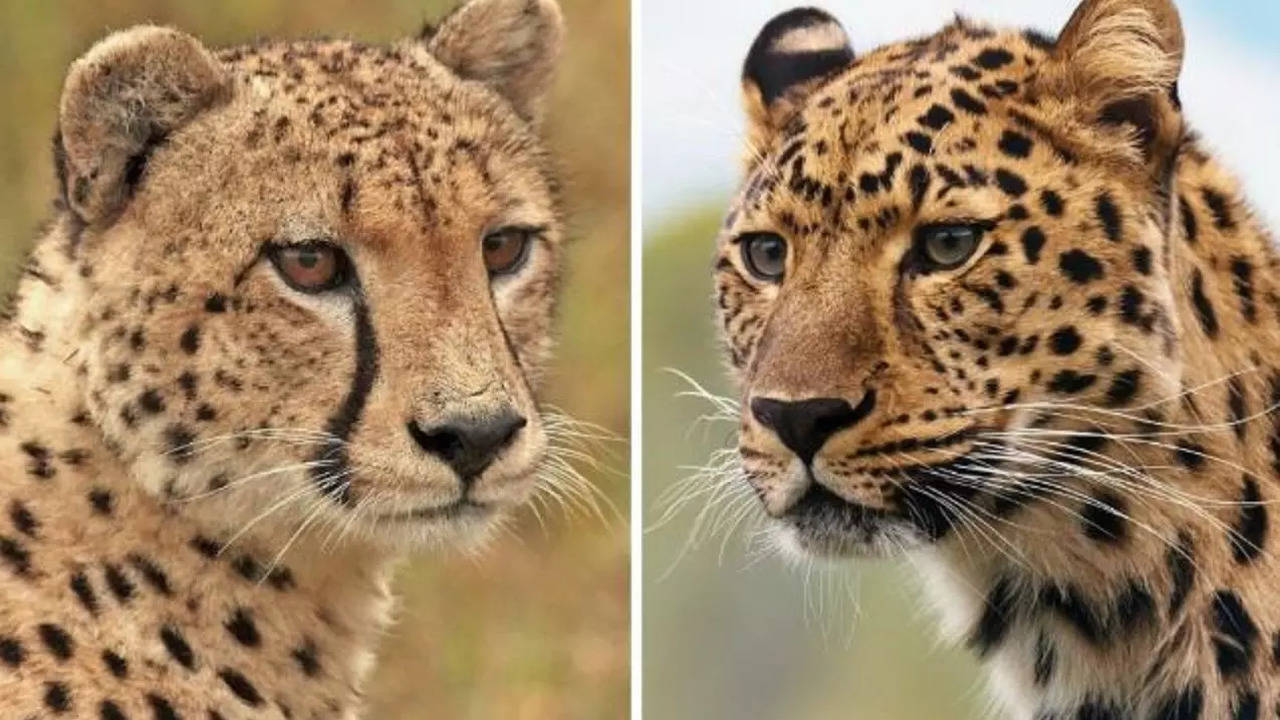 Cheetah vs Leopard: MP's Kuno braces for a wild, wild war | India ...