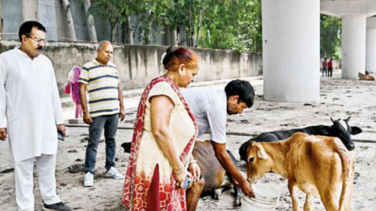 Mohali: Dairy sector takes LSD hit, but experts say hope is at hand |  Chandigarh News - Times of India