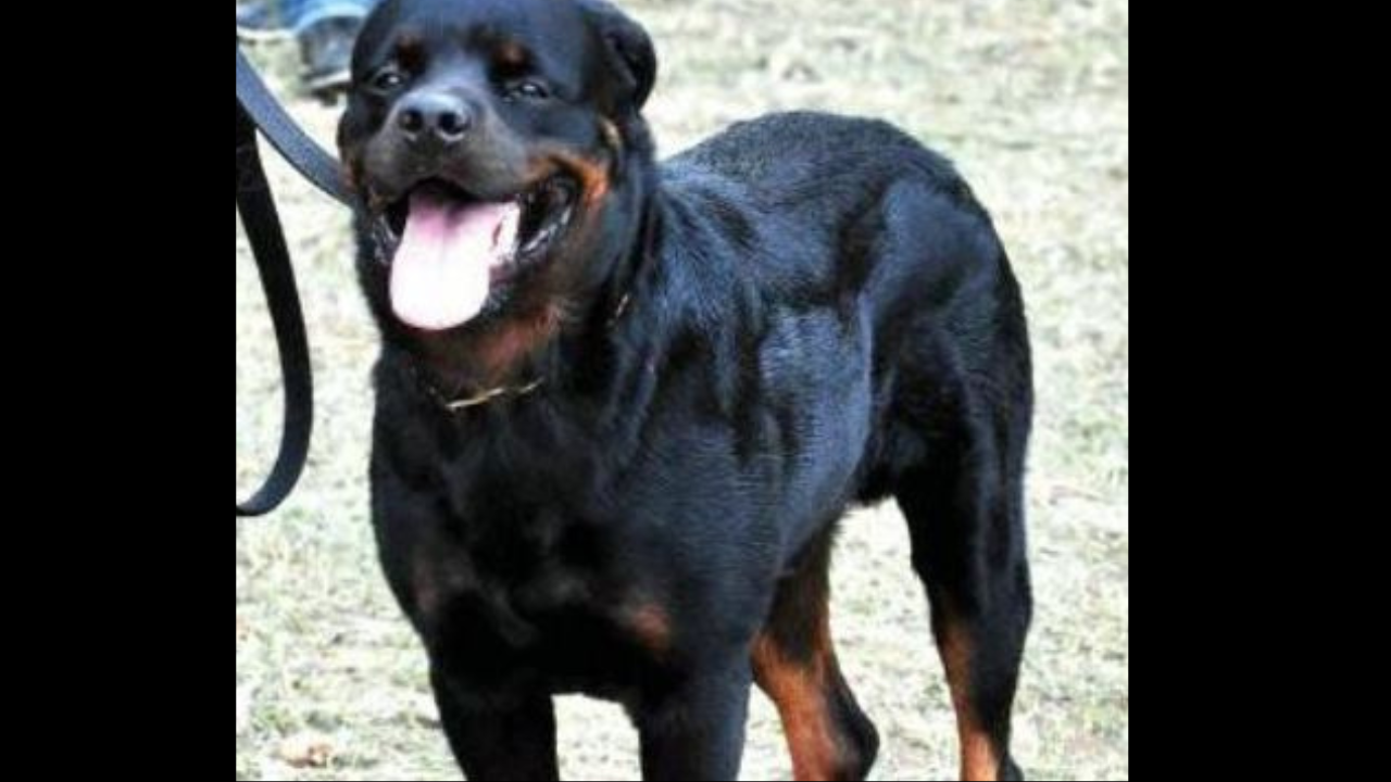 Ban in Kanpur on rearing, selling of Pitbull, Rottweiler | Kanpur ...
