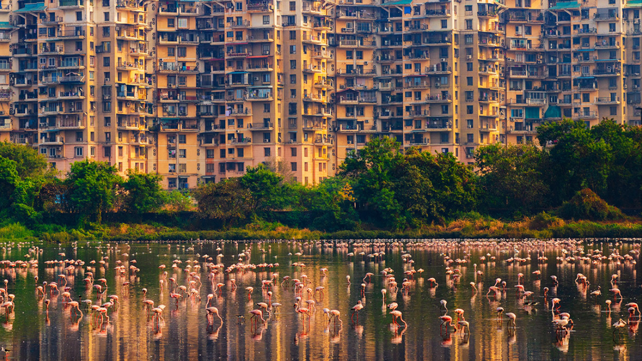 23,000 wetland sites identified by Maharashtra govt; greens happy | Navi  Mumbai News - Times of India