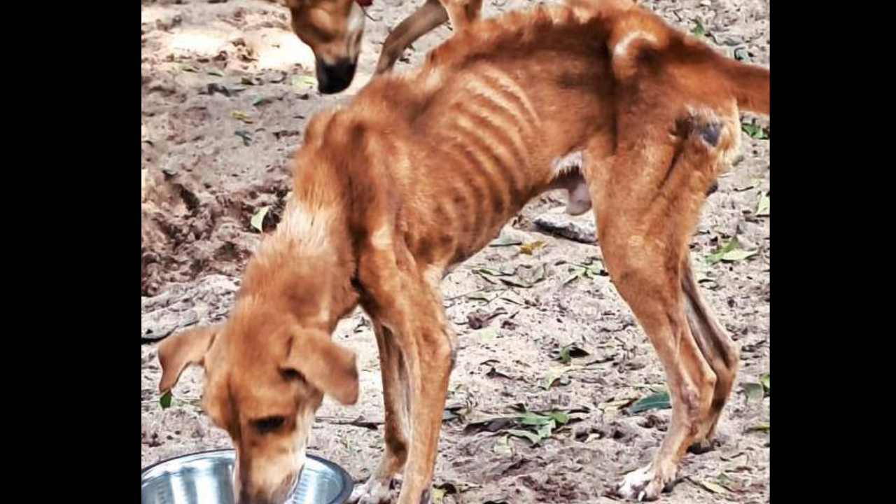 Over 100 cats, dogs in poor health rescued from animal trust in Tamil Nadu  | Chennai News - Times of India