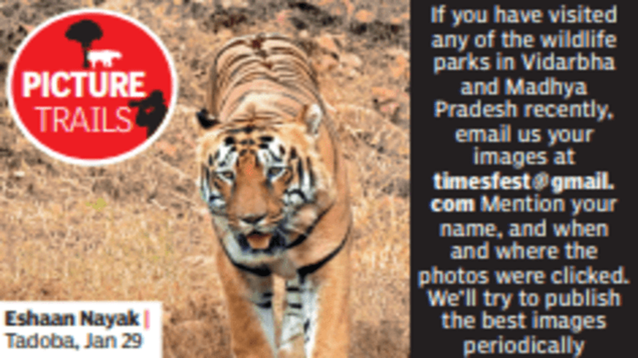 MONRE proposes tiger conservation program