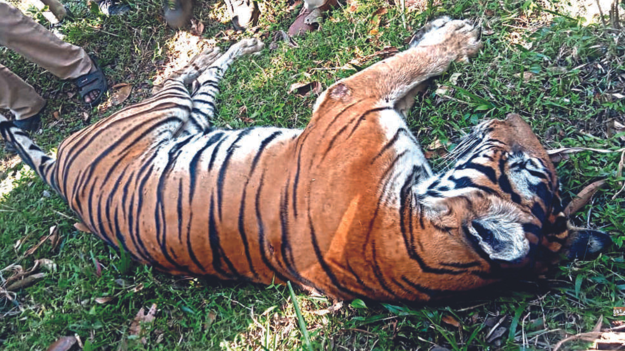 Tiger cubs and their mom at animal refuge center 