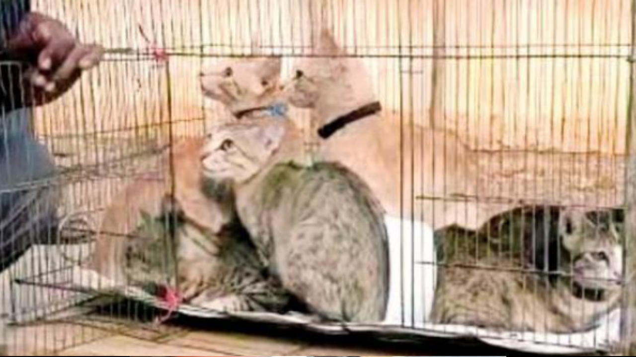 Pet cats rescued from meat trade in Chennai | Chennai News - Times of India Pet cats rescued from meat trade in Chennai | Chennai News - Times of India