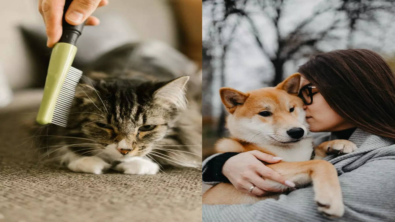 Dogs that are Good with Cats: Finding Canines that Like Felines