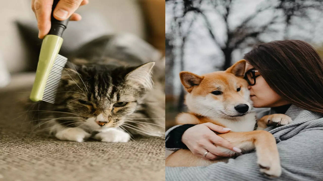 Dog person vs. cat person: Unique personality traits | The Times of India