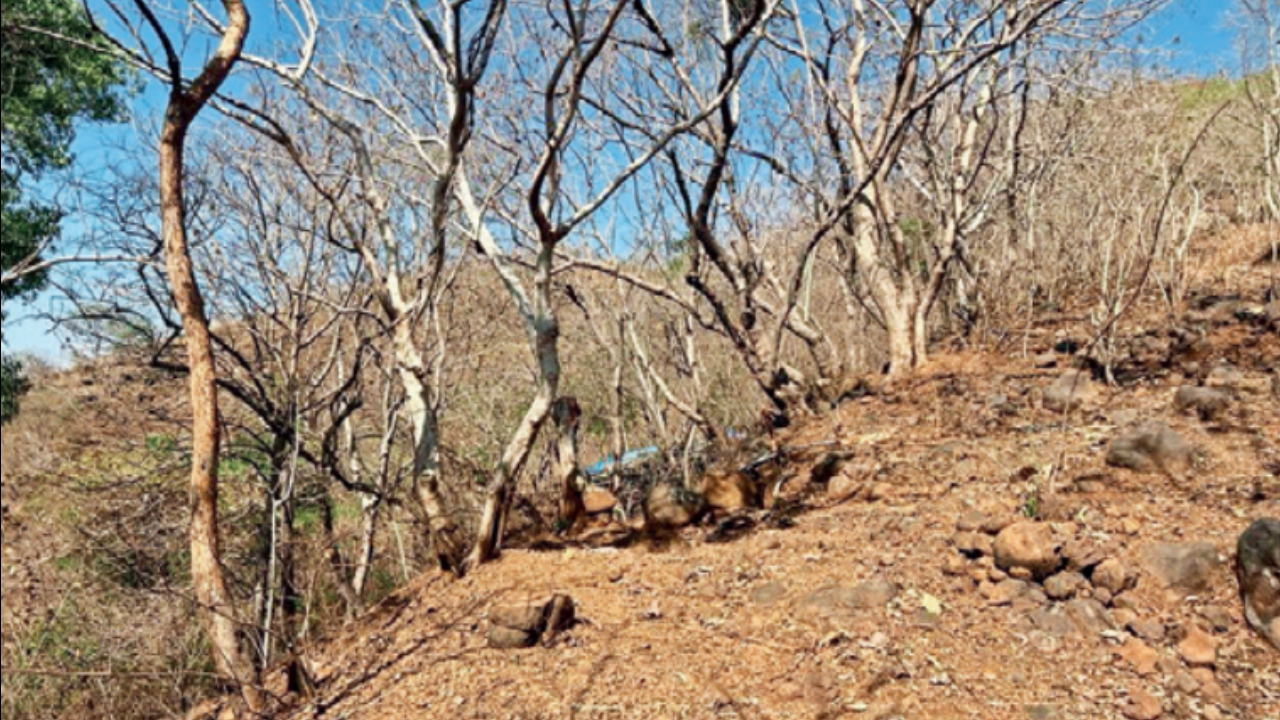 2 rape 20-year-old, assault boyfriend in Palghar's Virar jungle | Mumbai  News - Times of India