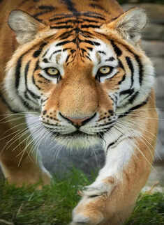 India tops the chart of countries with the highest tiger population