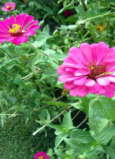 Zinnia