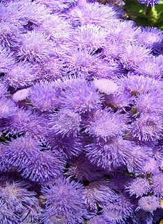 Flowers to admire during the monsoon season