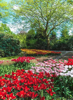 Best monsoon flower to grow in your garden