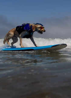 Canines conquer the waves at World Dog Surfing Championships