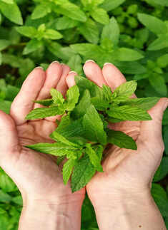 Medicinal plants that you can grow at home for health benefits