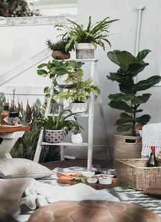 Best air-purifying plants to cleanse your space at home