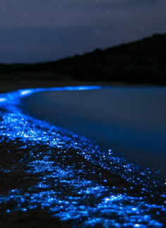 Bioluminescent bay, where the sea sparkles with light 