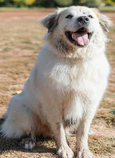 Great Pyrenees