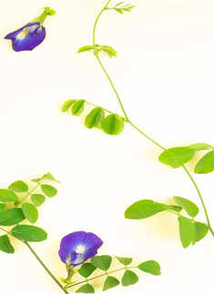 Butterfly Pea 