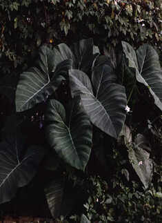 ​Elephant Ear Plants​