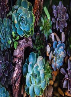 10 best indoor plants to brighten every room