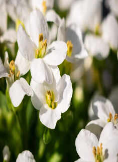 15 beautiful flowers that bloom in winter