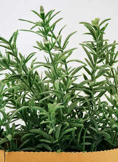 Rosemary (Rosmarinus officinalis)