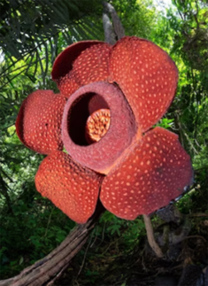 The bloom period is short-lived, lasting only a few days, making it a challenging sight to witness and adding to its elusive nature.